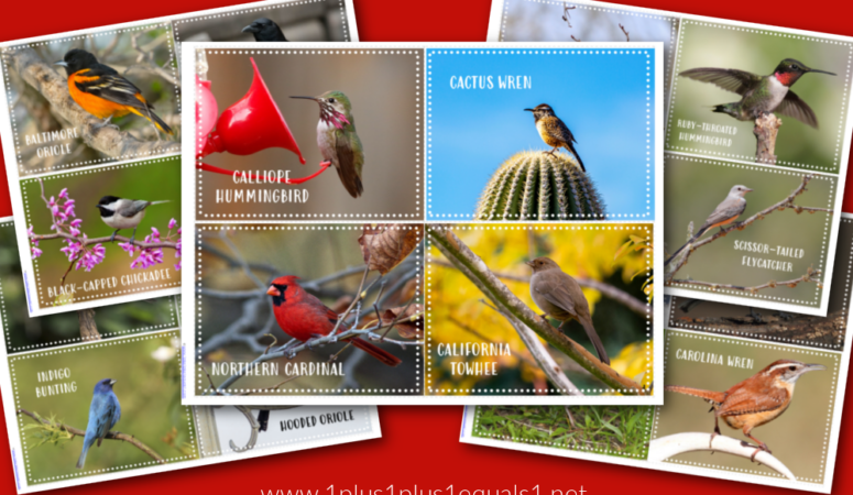 Backyard Birds Printable Photo Cards