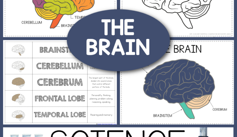 Life Science Printables – Parts of the Brain Worksheets