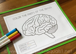 Life Science Printables - Parts of the Brain Worksheets - 1+1+1=1
