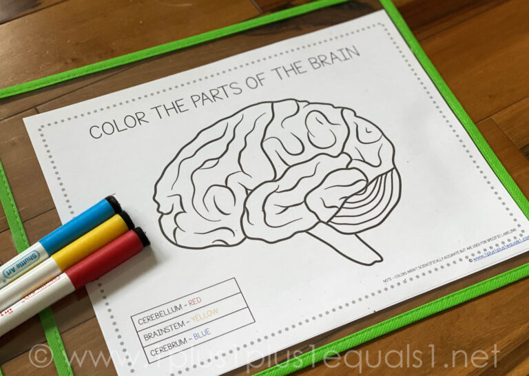 Life Science Printables - Parts of the Brain Worksheets - 1+1+1=1