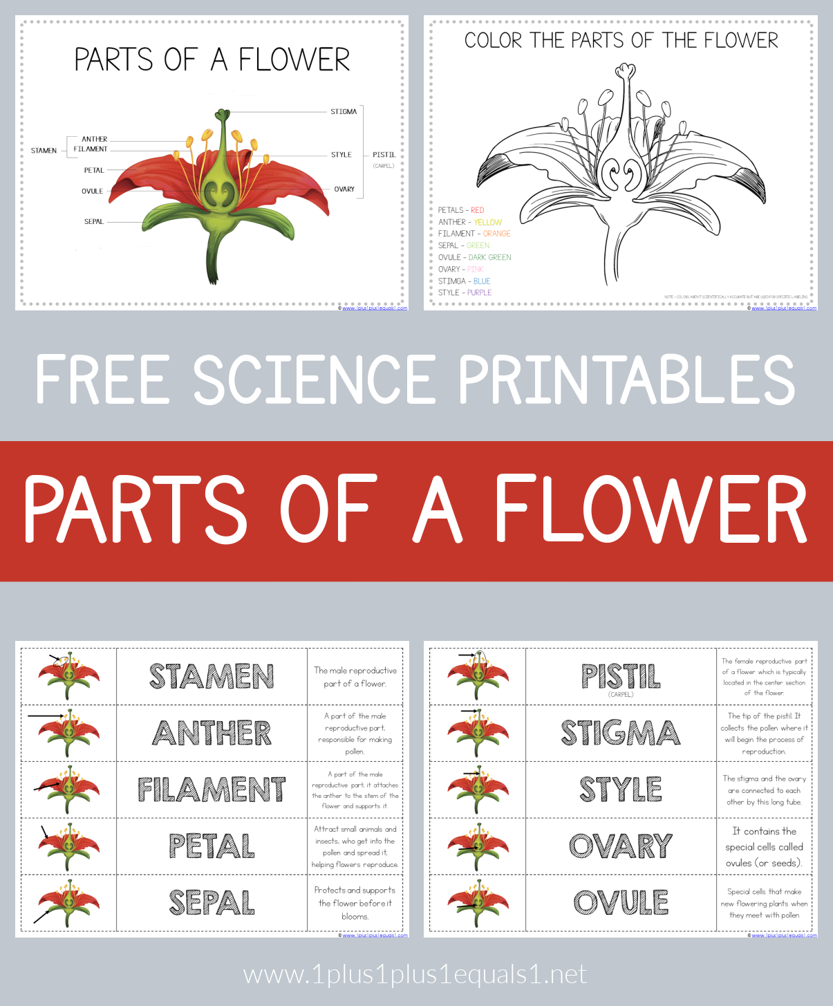 science of a flower diagram