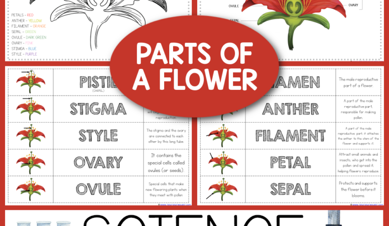 Parts of a Flower ~ Free Science Printables