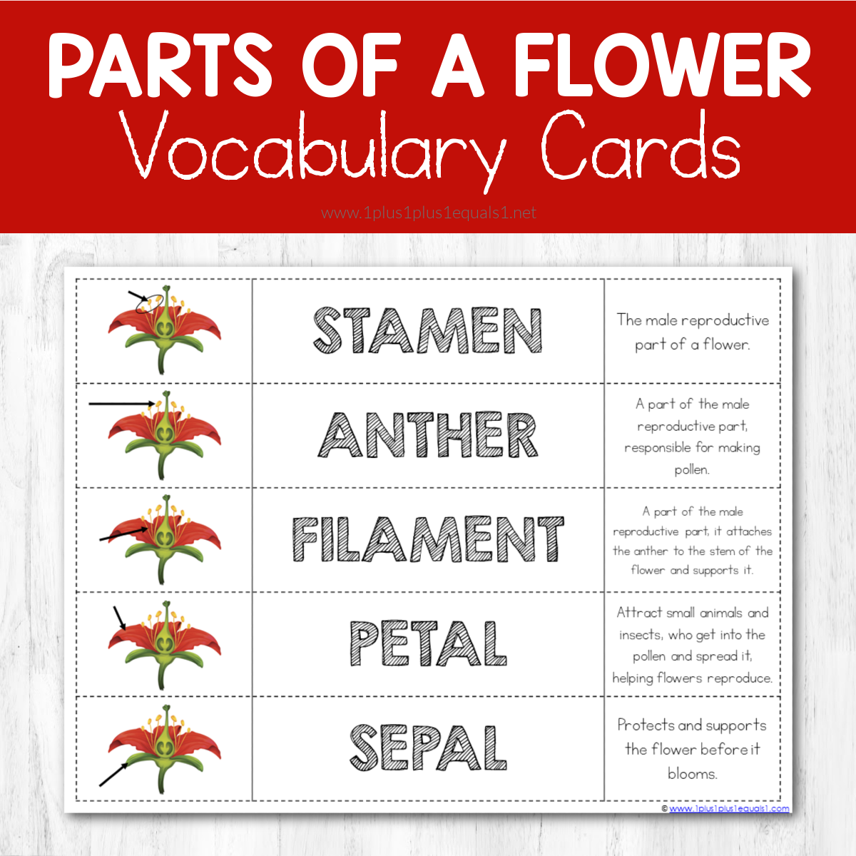 science of a flower diagram