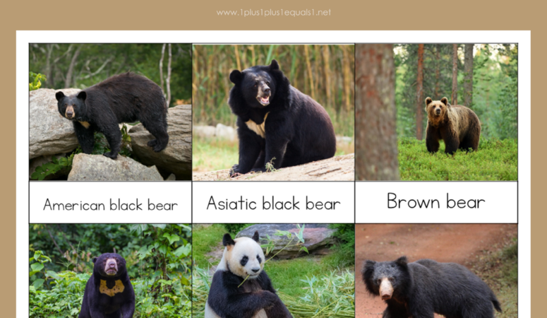 Bear 3 Part Cards